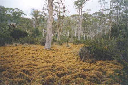 Tasmania Cradle Mt Trek 2003